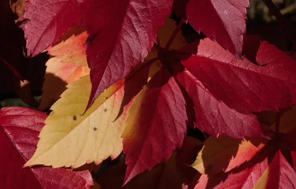 Picture leaves, Wallpapers, flavor