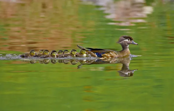 Picture water, nature, bird, duck, wood duck