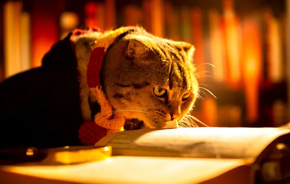 Cat, cat, look, light, pose, books, costume, lies