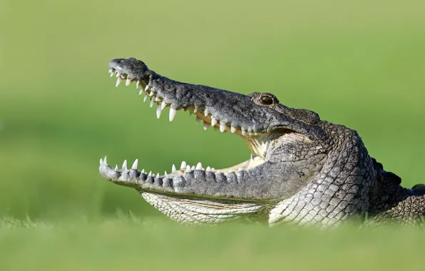 Look, predator, teeth, crocodile, mouth, green background