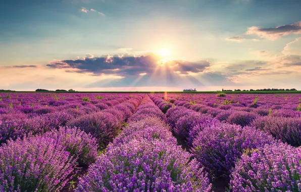 Field, summer, the sky, the sun, clouds, light, flowers, the ranks