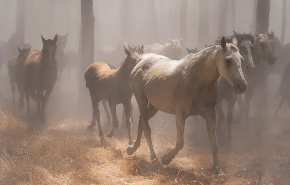 Forest, light, trees, fog, trunks, horses, horse, white
