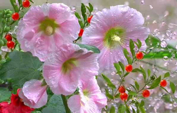 Picture RAIN, SUMMER, MALLOW IN THE DEW