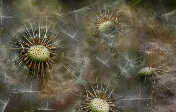 Macro, dandelion, spring