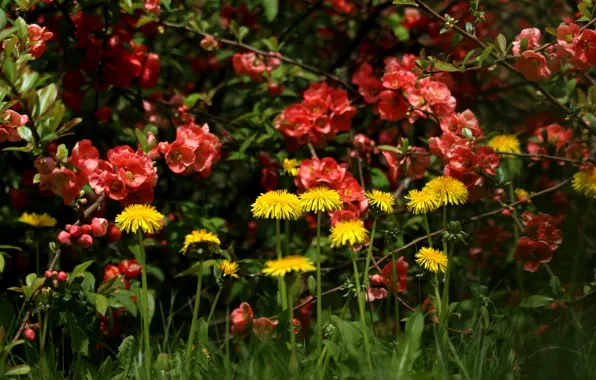 Greens, leaves, light, branches, spring, yellow, garden, red