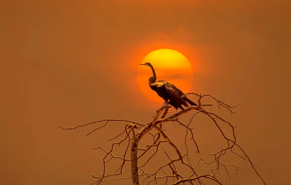 Picture the sun, trees, sunset, branches, bird