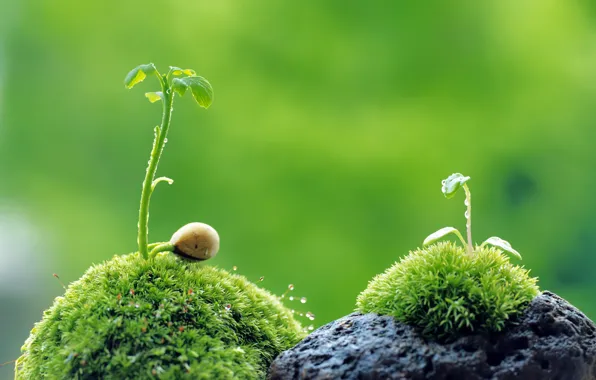 Picture green, rock, grass, nature, leaves, macro, plant, Sprout