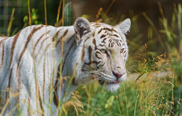 White, grass, tiger, predator, profile