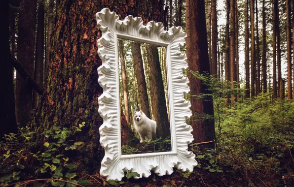 Look, pose, dog, face, Samoyed