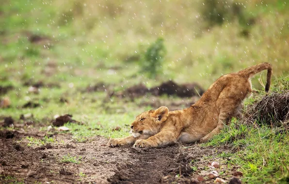 Rain, cub, lion, potyagushki