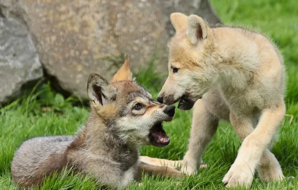 Picture puppies, wolves, the cubs