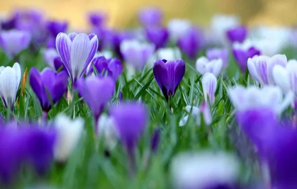 Picture white, flowers, green, lilac