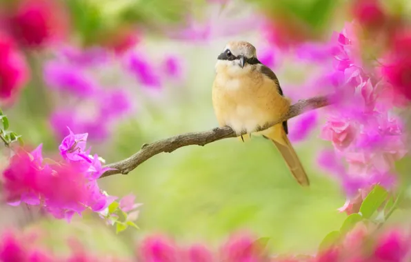 Flowers, nature, bird, branch, Taiwan, bougainvillea, FuYi Chen