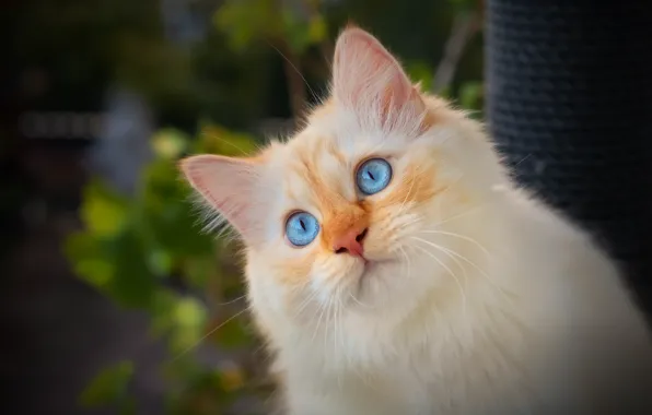 Cat, look, portrait, muzzle, blue eyes, cat