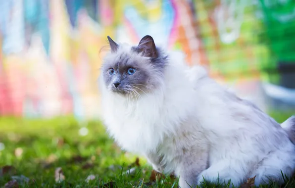 Cat, cat, look, nature, pose, face, ragdoll