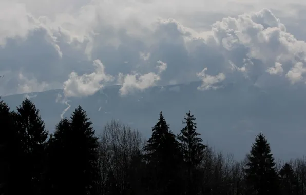 Forest, clouds, trees, mountains, silhouettes