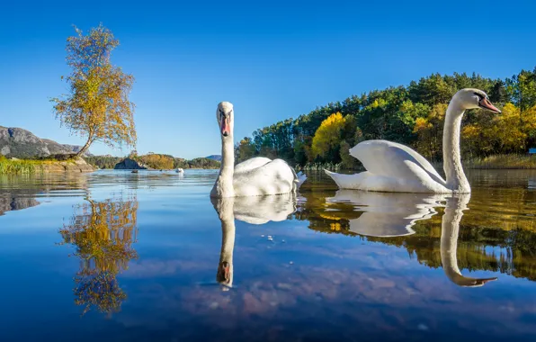 Picture autumn, trees, birds, lake, Norway, swans, Lutsivannet