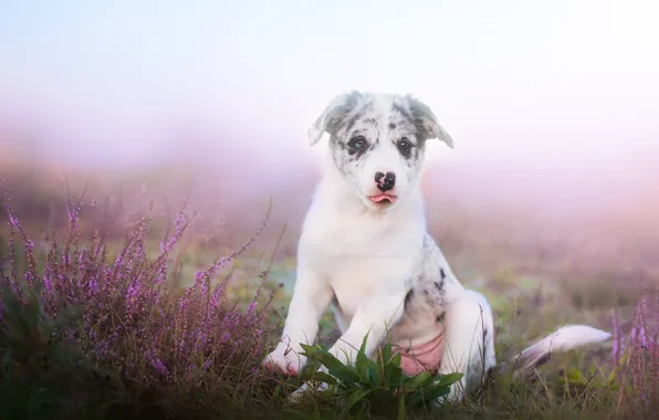 Picture field, nature, dog, meadow, puppy, Aussie, Wallpaper from lolita777