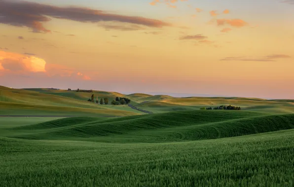 Picture hills, USA, Washington, Palouse, Palaus