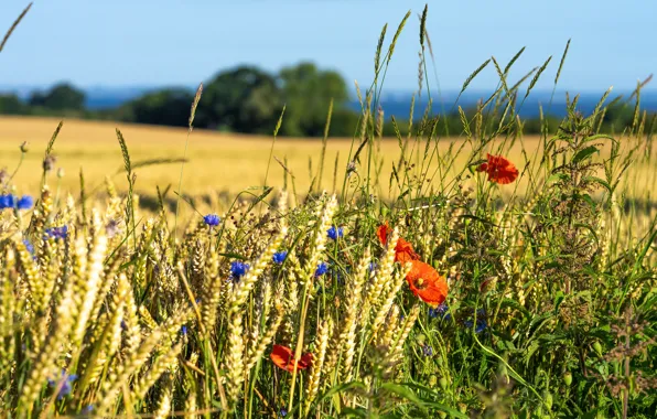 Wallpaper flowers, ears, nature, wheat, wheat, field, cereals, Maki