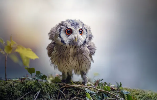 Eyes, owl, bird, beak, owlet
