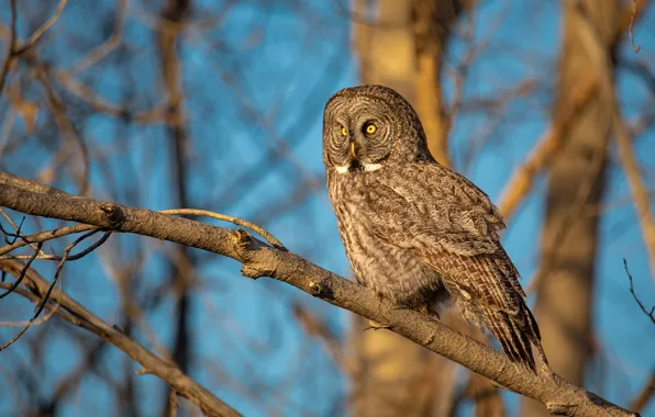 Forest, look, light, branches, tree, owl, bird, blue background