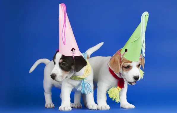 Picture dogs, puppies, hats