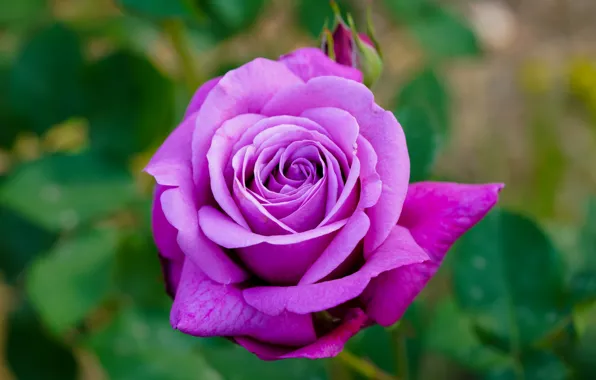 Flower, leaves, macro, rose, Bud, lilac, bokeh, lush