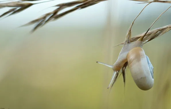 Macro, background, snail