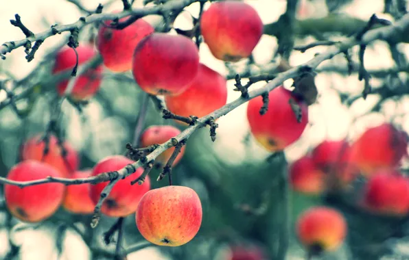 Autumn, branches, apples, harvest, fruit
