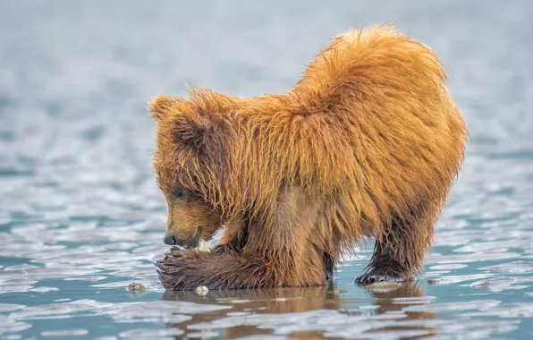 Picture nature, lake, animal, predator, Alaska, bear, cub, Clark