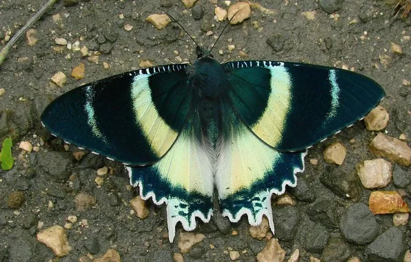 Microsemi, butterfly, wings, insect, beautiful, stones, closeup