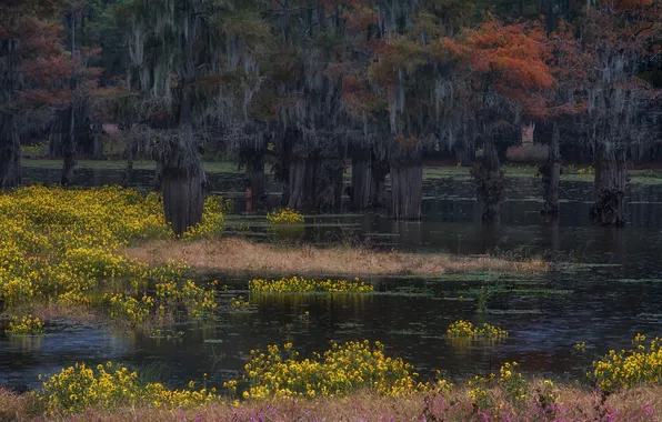 Forest, water, trees, flowers, Park, swamp