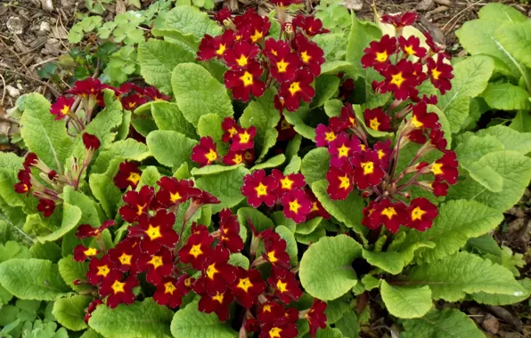 Picture red, Flowers, red, flowers