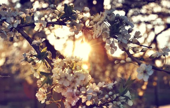 The sun, sunset, flowers, branches, cherry, tree