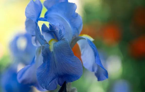 Picture macro, petals, Iris, Iris