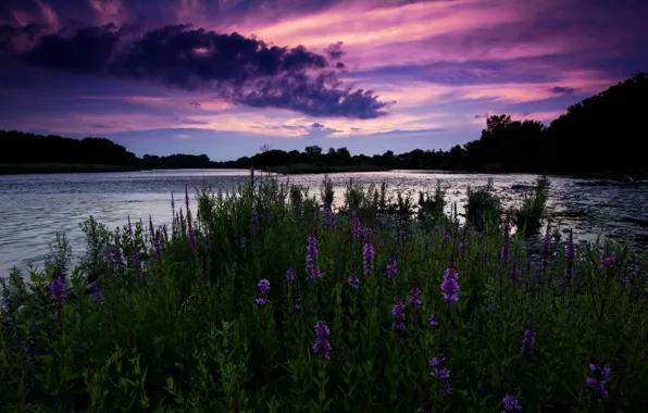 The sky, trees, sunset, flowers, nature, river, the evening, Canada