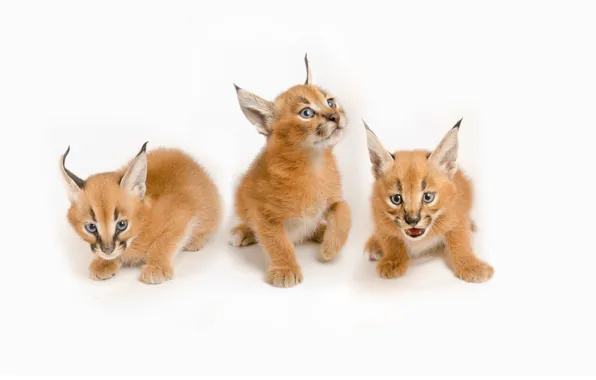 Picture family, kittens, white background, kids, wild cats, trio, cubs, caracals