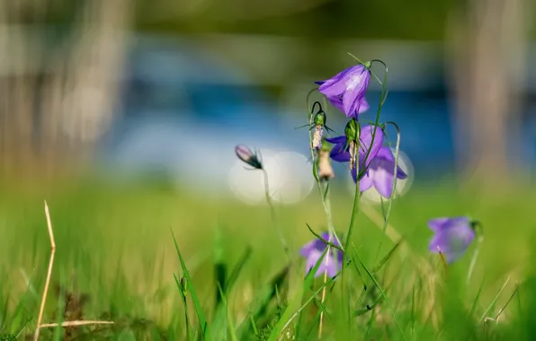 Picture greens, summer, grass, light, flowers, glare, background, glade
