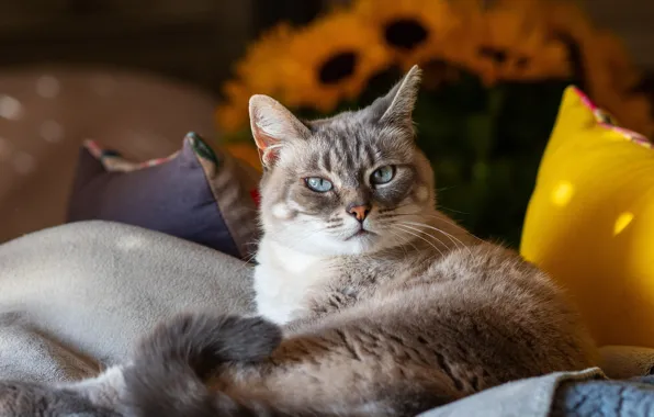 Cat, cat, look, face, sunflowers, comfort, home, pillow