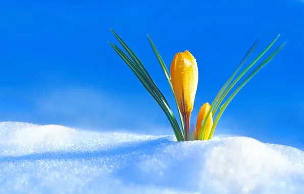 Picture snow, spring, Bud, Krokus