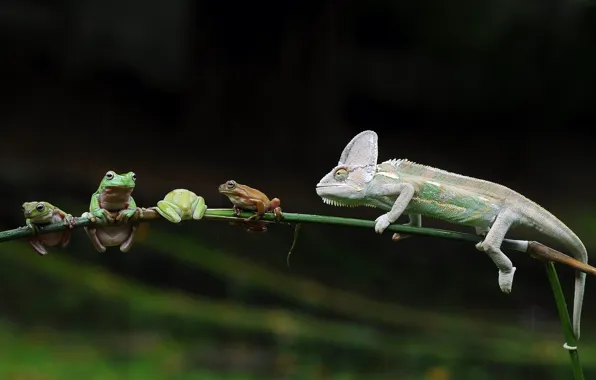 Look, chameleon, the dark background, background, stem, frogs, bokeh, poses
