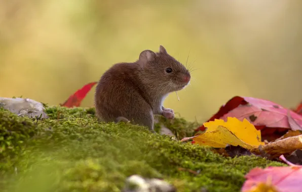 Picture autumn, leaves, nature, background, moss, mouse, mouse, rodent