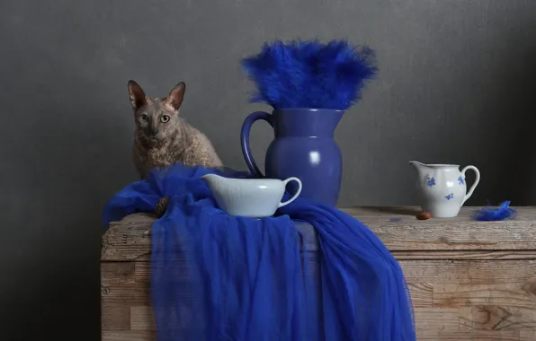 Cat, cat, look, blue, pose, grey, background, Board