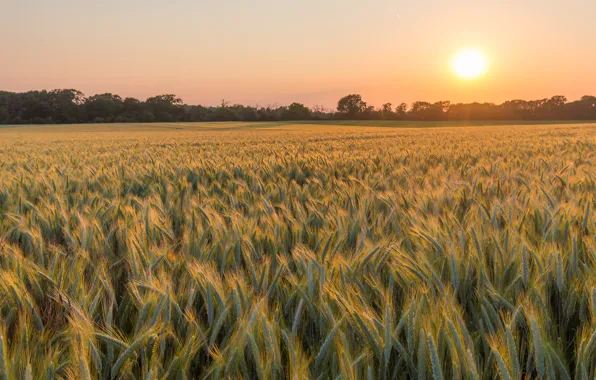 Field, forest, the sun, sunset, rye, ears, cereals, rye field