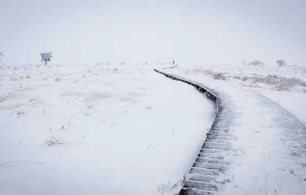 Winter, field, snow