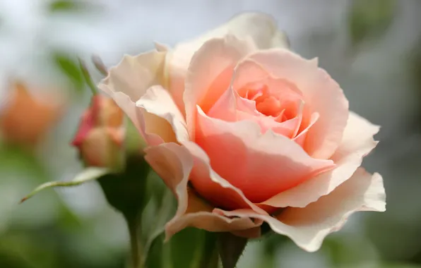 Macro, roses, petals, buds, bokeh