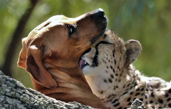 Dog, friendship, Cheetah, friends