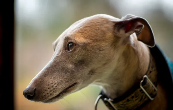 Look, each, dog