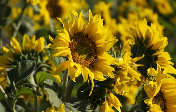 Summer, light, sunflowers, flowers, nature, sunflower, yellow, petals